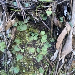 Corysanthes hispida (Bristly Helmet Orchid) at Paddys River, ACT - 17 Jun 2023 by Tapirlord