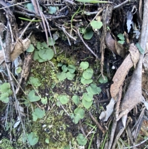 Corysanthes hispida at Paddys River, ACT - suppressed