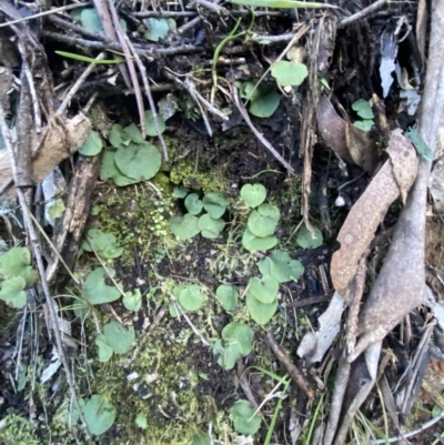 Corysanthes hispida (Bristly Helmet Orchid) at Tidbinbilla Nature Reserve - 17 Jun 2023 by Tapirlord