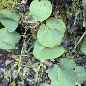 Corysanthes hispida at Paddys River, ACT - suppressed