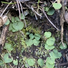 Corysanthes hispida at Paddys River, ACT - suppressed