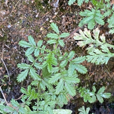 Acaena novae-zelandiae (Bidgee Widgee) at Tidbinbilla Nature Reserve - 17 Jun 2023 by Tapirlord