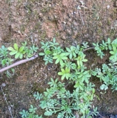 Acaena novae-zelandiae at Paddys River, ACT - 17 Jun 2023