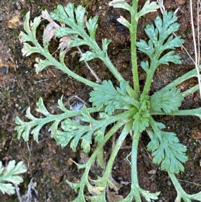 Leptinella filicula (Mountain Cotula) at Tidbinbilla Nature Reserve - 17 Jun 2023 by Tapirlord