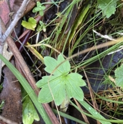 Ranunculus lappaceus (Australian Buttercup) at Tidbinbilla Nature Reserve - 17 Jun 2023 by Tapirlord