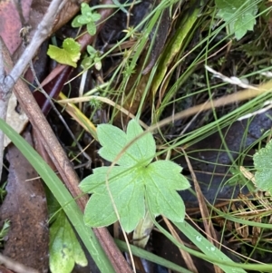 Ranunculus lappaceus at Paddys River, ACT - 17 Jun 2023