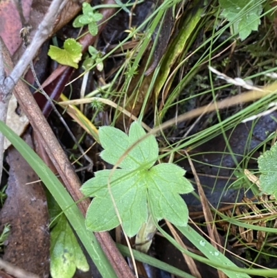 Ranunculus lappaceus (Australian Buttercup) at Paddys River, ACT - 17 Jun 2023 by Tapirlord