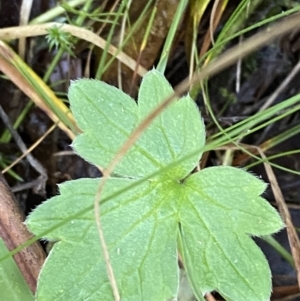 Ranunculus lappaceus at Paddys River, ACT - 17 Jun 2023