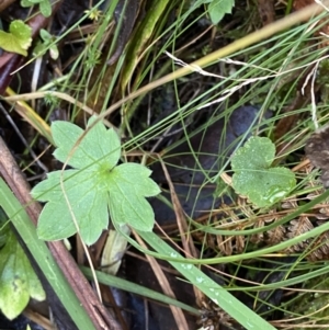 Ranunculus lappaceus at Paddys River, ACT - 17 Jun 2023