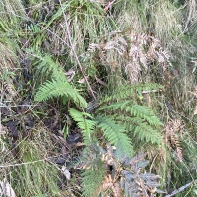 Polystichum proliferum (Mother Shield Fern) at Paddys River, ACT - 17 Jun 2023 by Tapirlord
