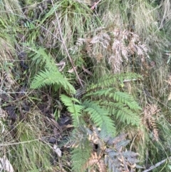 Polystichum proliferum (Mother Shield Fern) at Paddys River, ACT - 17 Jun 2023 by Tapirlord
