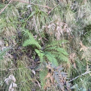 Polystichum proliferum at Paddys River, ACT - 17 Jun 2023