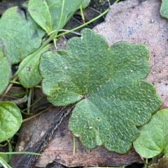 Hydrocotyle laxiflora (Stinking Pennywort) at Paddys River, ACT - 17 Jun 2023 by Tapirlord