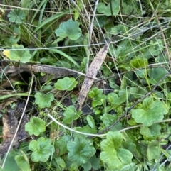 Hydrocotyle laxiflora at Paddys River, ACT - 17 Jun 2023 01:56 PM