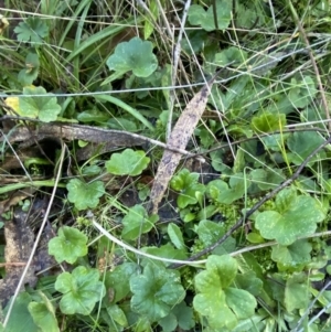 Hydrocotyle laxiflora at Paddys River, ACT - 17 Jun 2023 01:56 PM