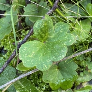 Hydrocotyle laxiflora at Paddys River, ACT - 17 Jun 2023 01:56 PM