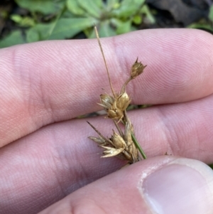 Juncus homalocaulis at Paddys River, ACT - 17 Jun 2023 01:56 PM