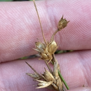 Juncus homalocaulis at Paddys River, ACT - 17 Jun 2023 01:56 PM