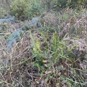 Blechnum nudum at Paddys River, ACT - 17 Jun 2023 01:55 PM