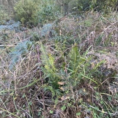 Blechnum nudum (Fishbone Water Fern) at Paddys River, ACT - 17 Jun 2023 by Tapirlord