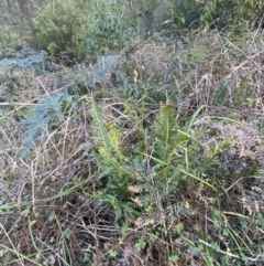 Blechnum nudum at Paddys River, ACT - 17 Jun 2023 01:55 PM