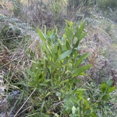 Acacia melanoxylon (Blackwood) at Tidbinbilla Nature Reserve - 17 Jun 2023 by Tapirlord
