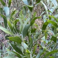 Acacia melanoxylon at Paddys River, ACT - 17 Jun 2023 01:54 PM