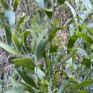 Acacia melanoxylon at Paddys River, ACT - 17 Jun 2023