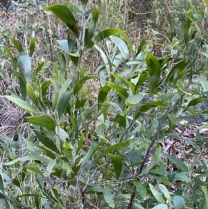 Acacia melanoxylon at Paddys River, ACT - 17 Jun 2023