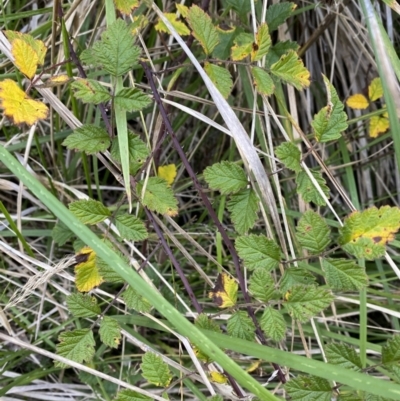 Rubus parvifolius (Native Raspberry) at Tidbinbilla Nature Reserve - 17 Jun 2023 by Tapirlord