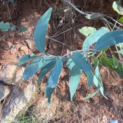 Acacia obliquinervia (Mountain Hickory) at Tidbinbilla Nature Reserve - 17 Jun 2023 by Tapirlord