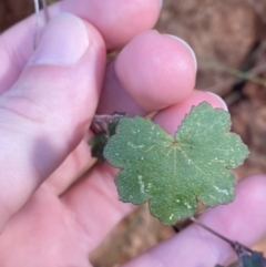 Hydrocotyle hirta (Hairy Pennywort) at Paddys River, ACT - 17 Jun 2023 by Tapirlord