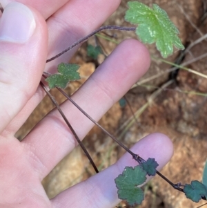 Hydrocotyle hirta at Paddys River, ACT - 17 Jun 2023