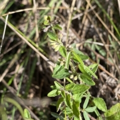 Mentha diemenica (Wild Mint, Slender Mint) at Paddys River, ACT - 17 Jun 2023 by Tapirlord