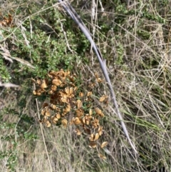 Bursaria spinosa subsp. lasiophylla (Australian Blackthorn) at Paddys River, ACT - 17 Jun 2023 by Tapirlord