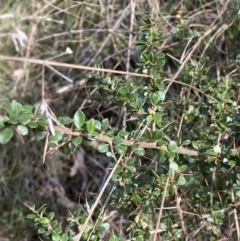 Bursaria spinosa subsp. lasiophylla at Paddys River, ACT - 17 Jun 2023