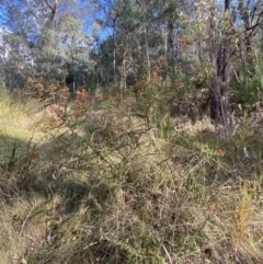 Bursaria spinosa subsp. lasiophylla at Paddys River, ACT - 17 Jun 2023