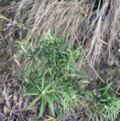 Cassinia longifolia (Shiny Cassinia, Cauliflower Bush) at Tidbinbilla Nature Reserve - 17 Jun 2023 by Tapirlord