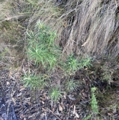 Cassinia longifolia at Paddys River, ACT - 17 Jun 2023