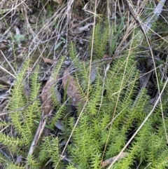 Acrotriche serrulata (Ground-berry) at Paddys River, ACT - 17 Jun 2023 by Tapirlord