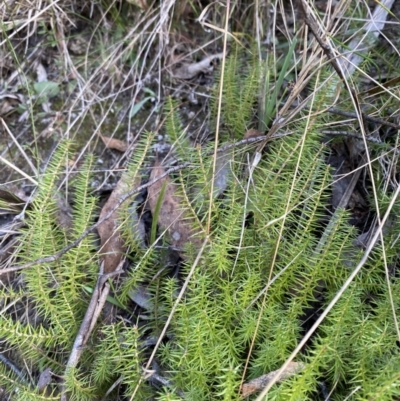 Acrotriche serrulata (Ground-berry) at Paddys River, ACT - 17 Jun 2023 by Tapirlord