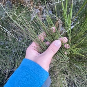 Exocarpos strictus at Paddys River, ACT - 17 Jun 2023 01:48 PM