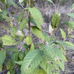 Pomaderris aspera (Hazel Pomaderris) at Paddys River, ACT - 17 Jun 2023 by Tapirlord