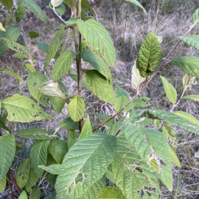 Pomaderris aspera (Hazel Pomaderris) at Tidbinbilla Nature Reserve - 17 Jun 2023 by Tapirlord