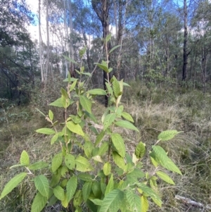 Pomaderris aspera at Paddys River, ACT - 17 Jun 2023 01:47 PM