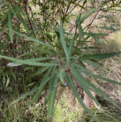 Lomatia myricoides (River Lomatia) at Tidbinbilla Nature Reserve - 17 Jun 2023 by Tapirlord