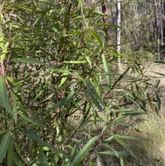 Lomatia myricoides at Paddys River, ACT - 17 Jun 2023 01:46 PM