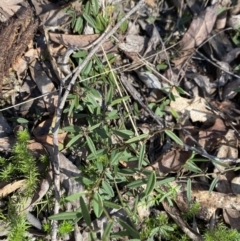 Hovea heterophylla (Common Hovea) at Paddys River, ACT - 17 Jun 2023 by Tapirlord