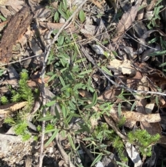 Hovea heterophylla at Paddys River, ACT - 17 Jun 2023