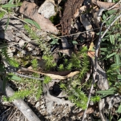 Asperula scoparia (Prickly Woodruff) at Paddys River, ACT - 17 Jun 2023 by Tapirlord